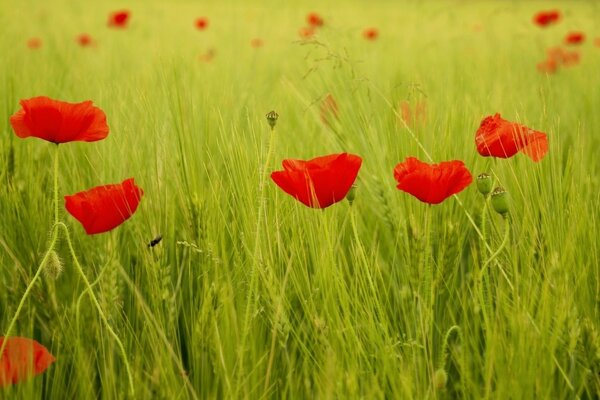 Roter Mohn im grünen Feld