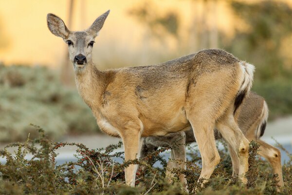 Incredible grace and the look of a doe in the bosom of nature