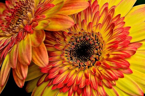 Screen saver di fiori di gerbera