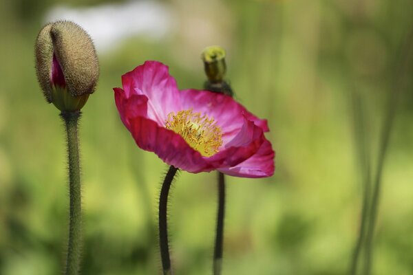 Beautiful burgundy poppy in the vicinity