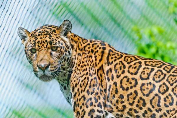 Ein majestätischer Jaguar in seiner ganzen Pracht