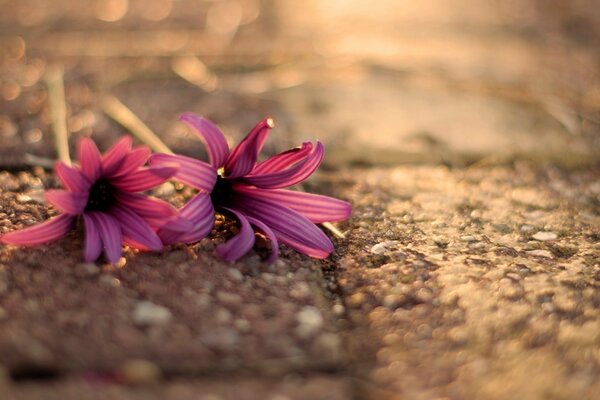 Fleurs de fleurs sur l asphalte se trouvent