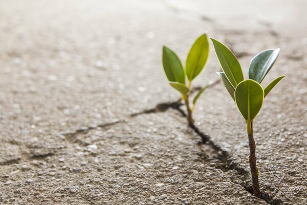 A couple of sprouts made their way through a crack in the asphalt