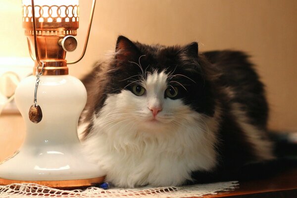 Eine flauschige Katze liegt auf dem Nachttisch an der Lampe