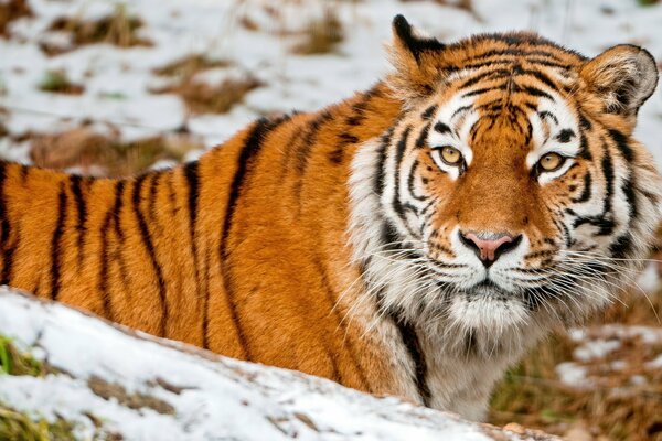 A tiger poses against a background of white snow