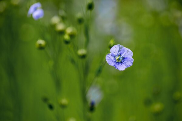 Blue flax on a green field