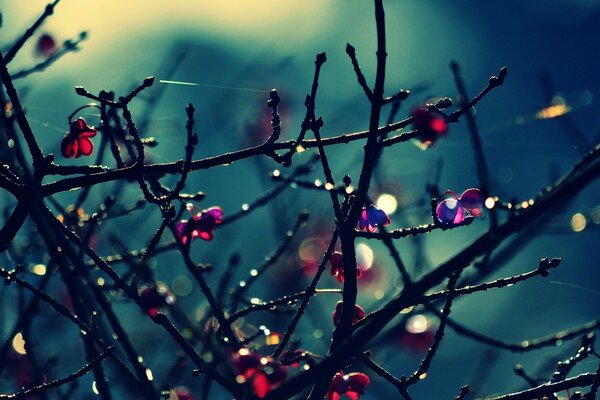 Branches nues avec des fleurs, des gouttes et des toiles d araignée