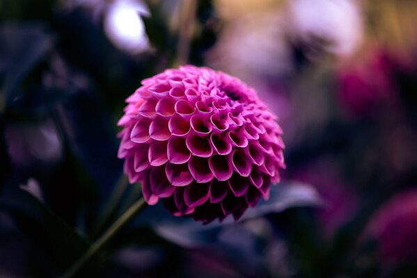 Macro photo of a crimson dahlia flower