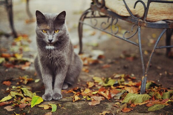 Grazioso gattino seduto vicino alla panchina in autunno