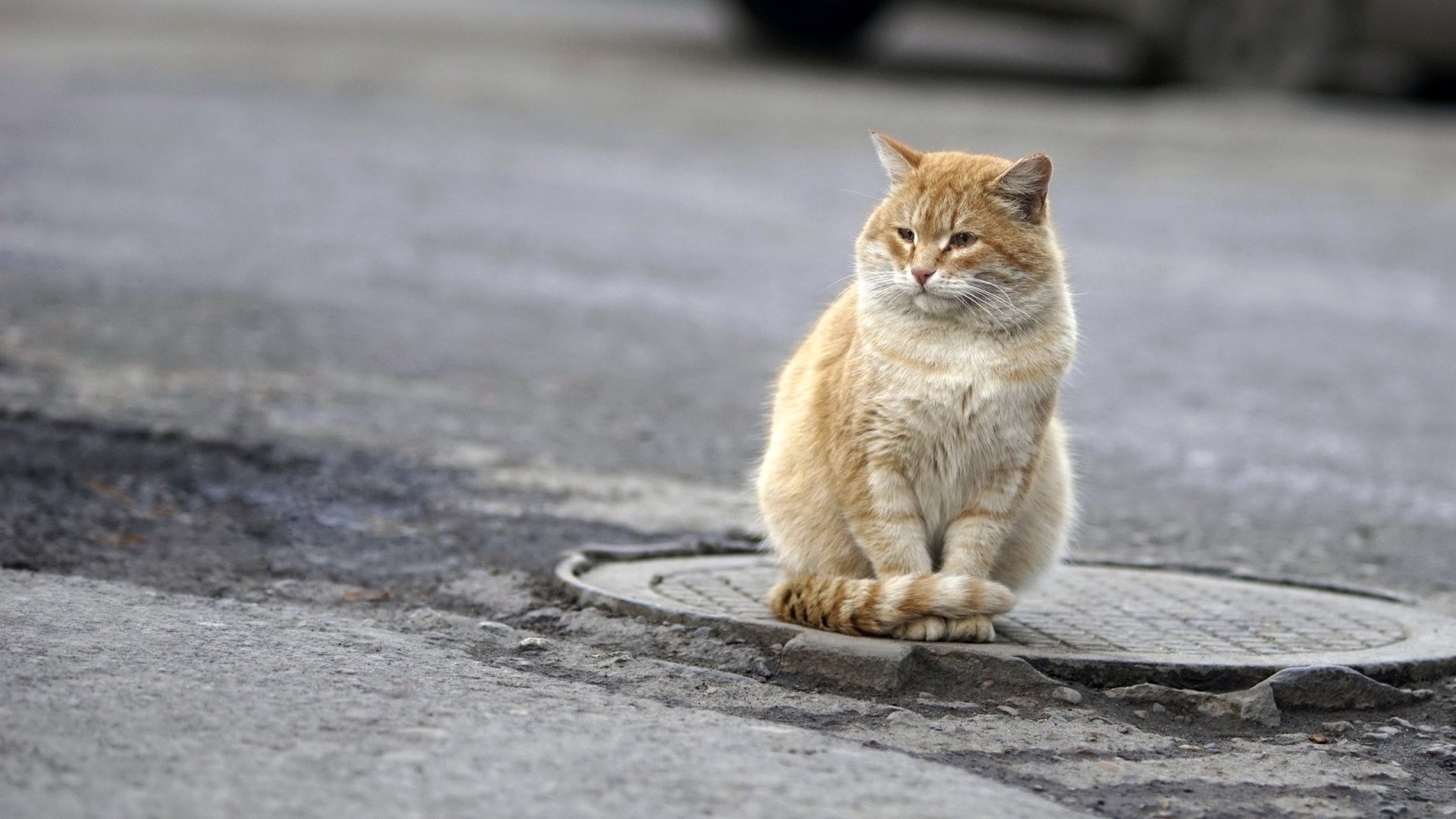 schachtdeckel wache katze