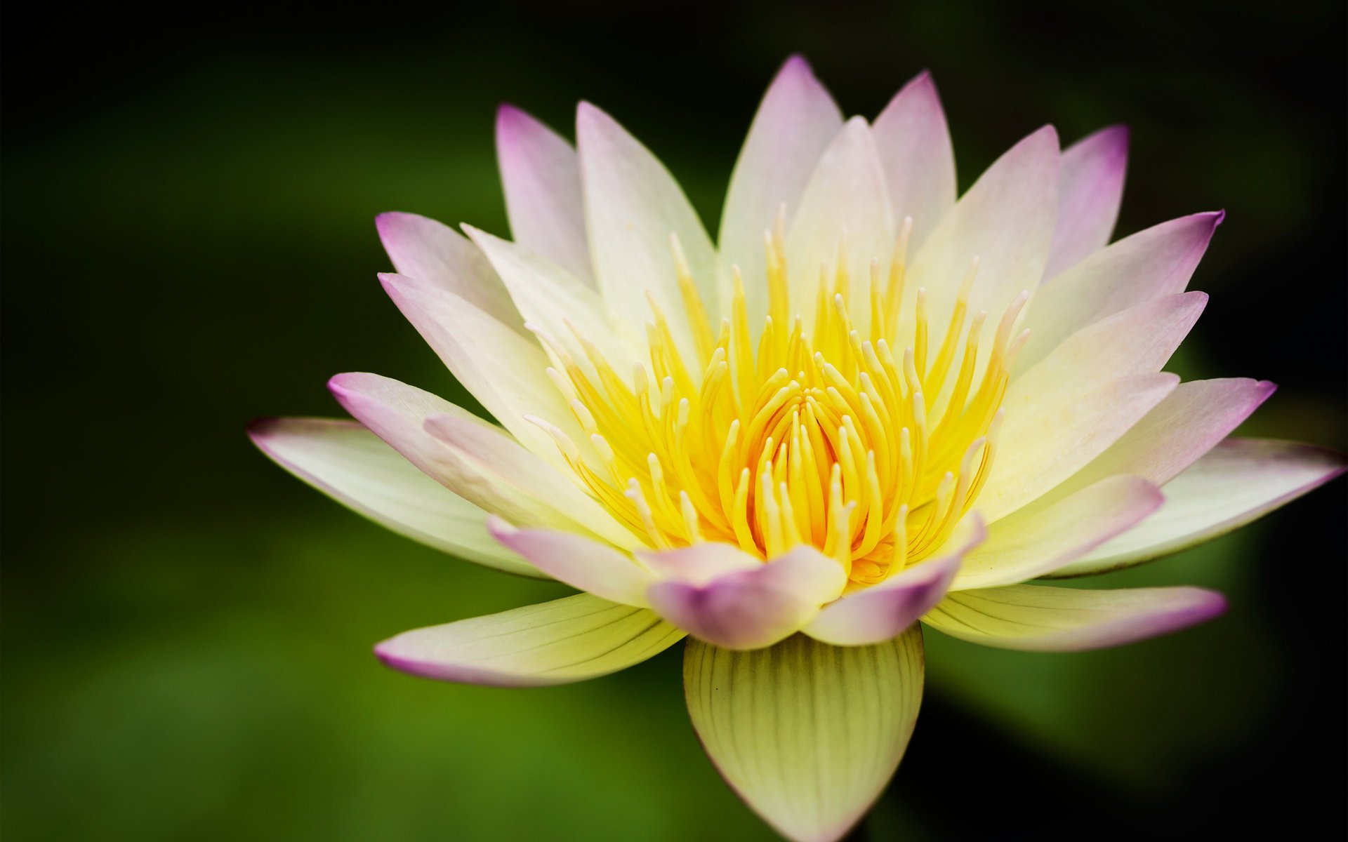 lotus nénuphar fleur jaune nénuphar