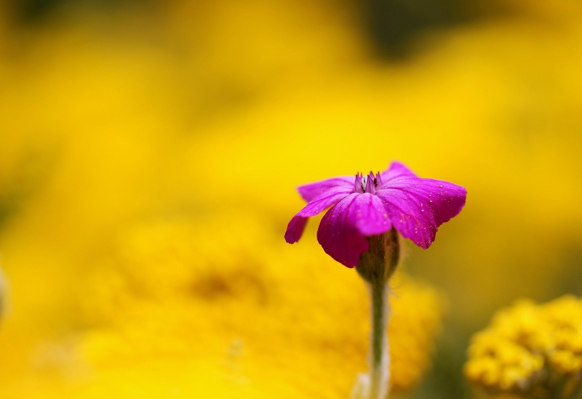 flowers background pink flower blur yellow wallpaper