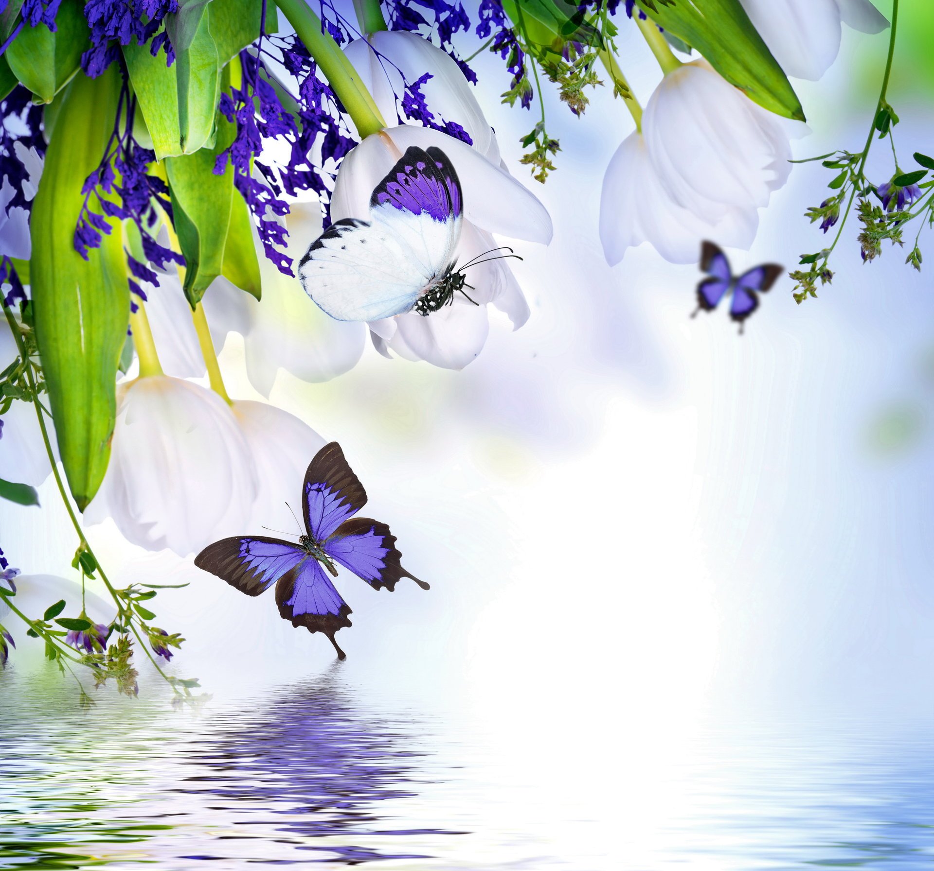 pring butterflies spring blossom reflection flowers tulips purple water