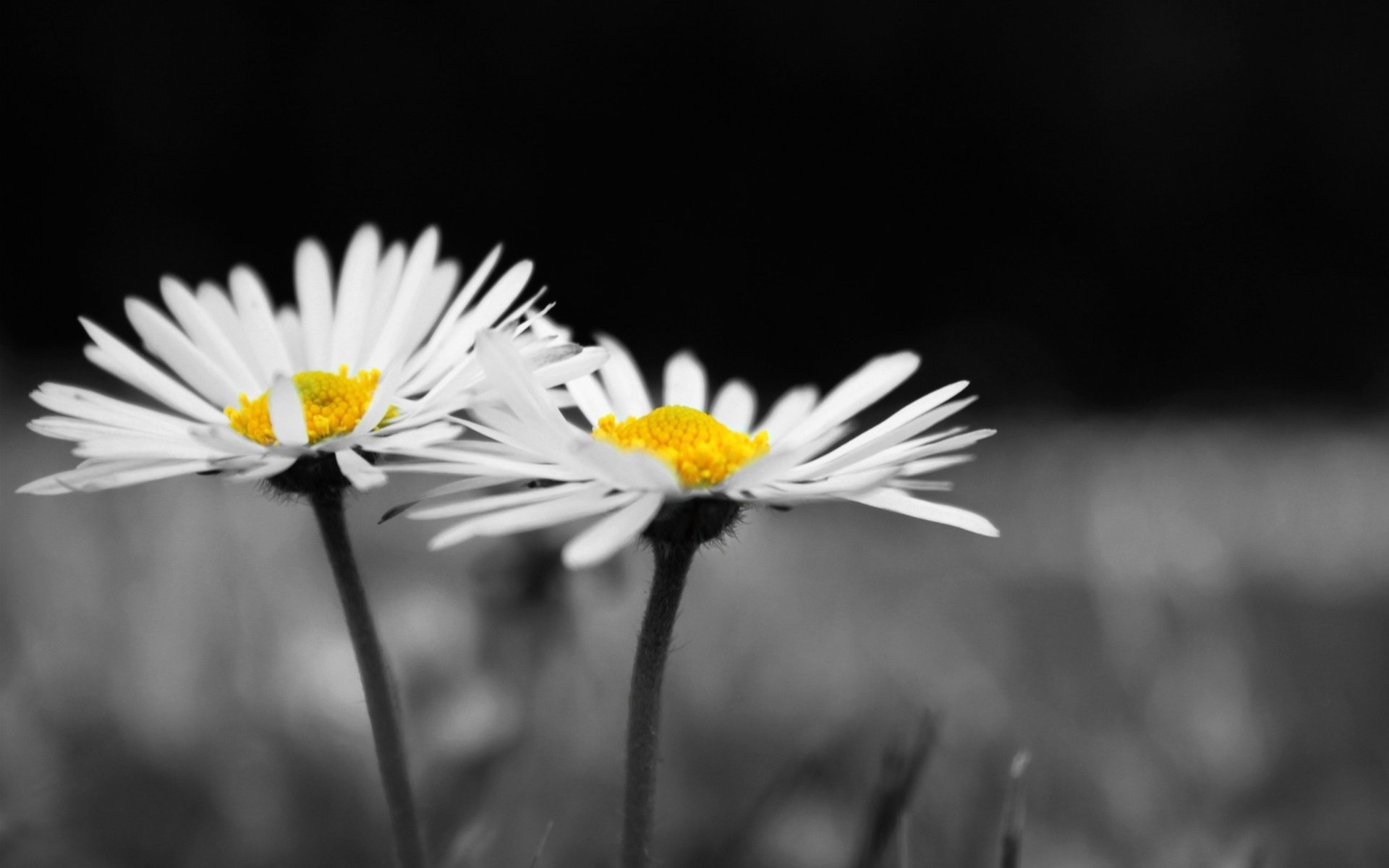 white daisies flowers flower flowers chamomile