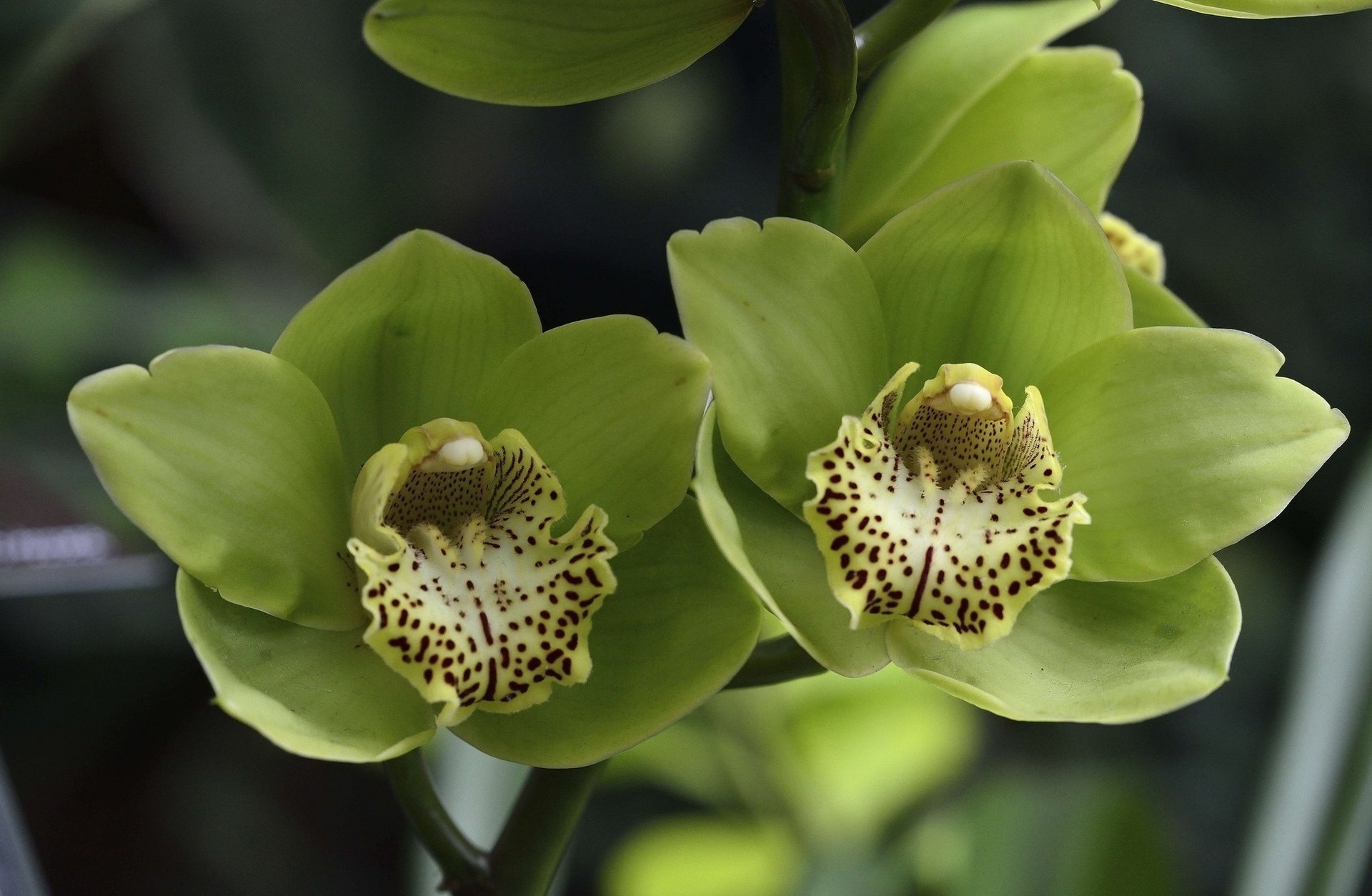 orquídeas flores verde pétalos