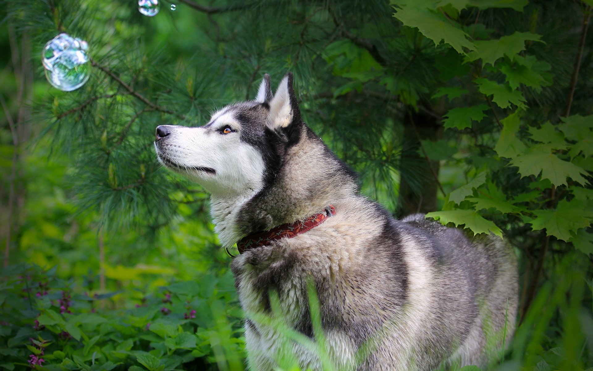 chien husky nature bulle vue