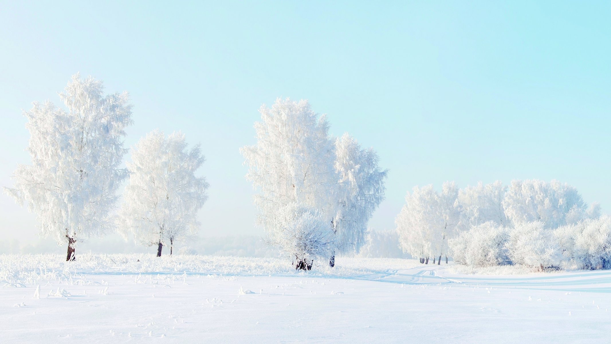 hiver neige gel arbres