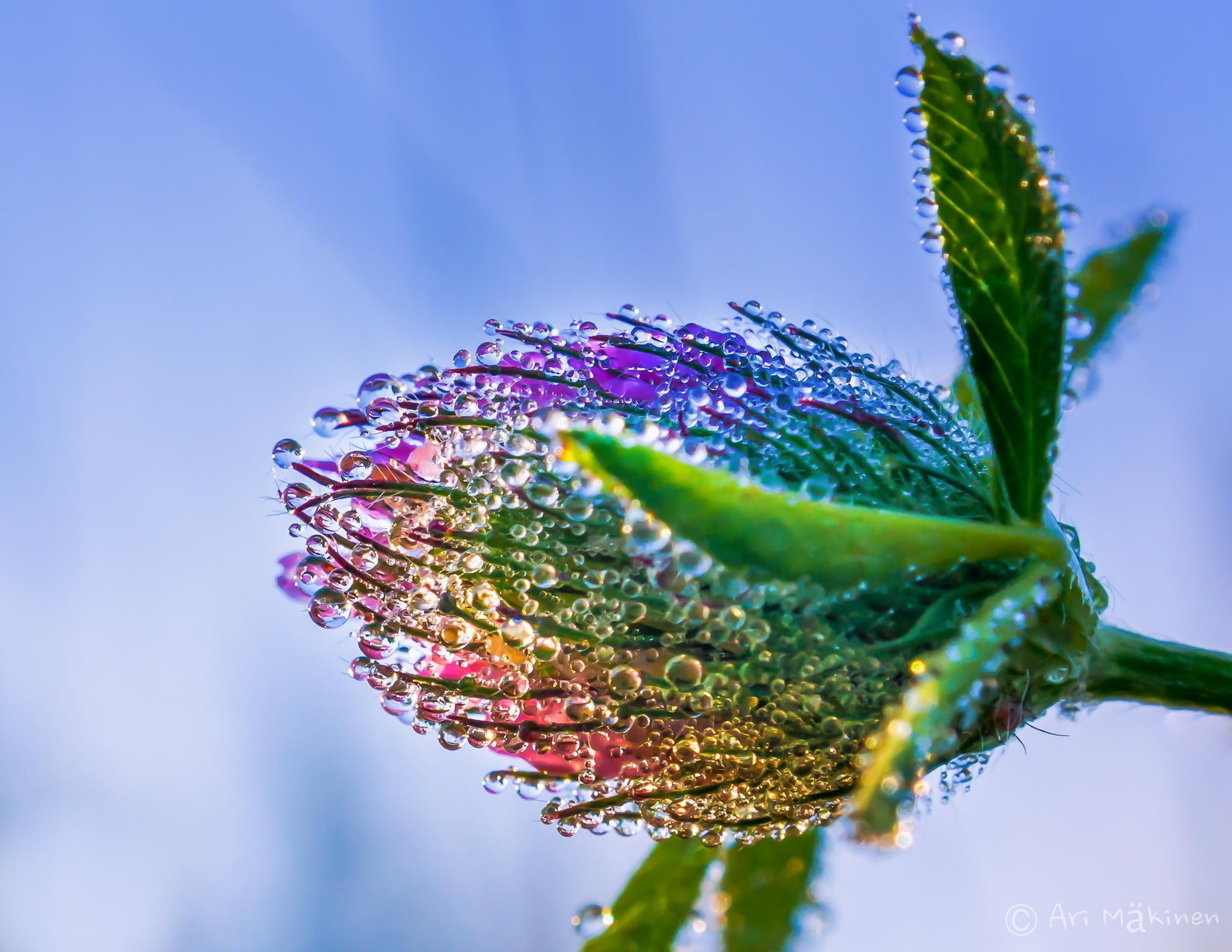 blume makro tropfen tau klee