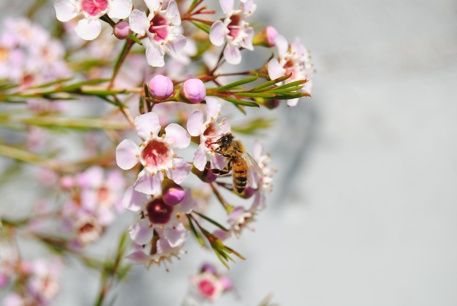 bee flower white pink nature