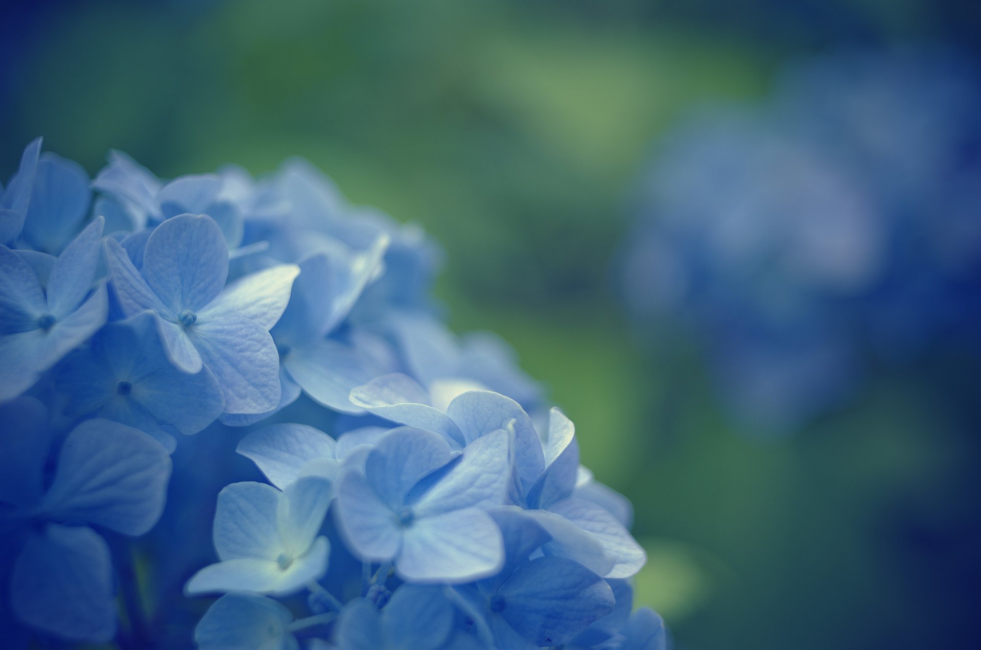 macro primula fiori sfocatura blu fiori sfondo