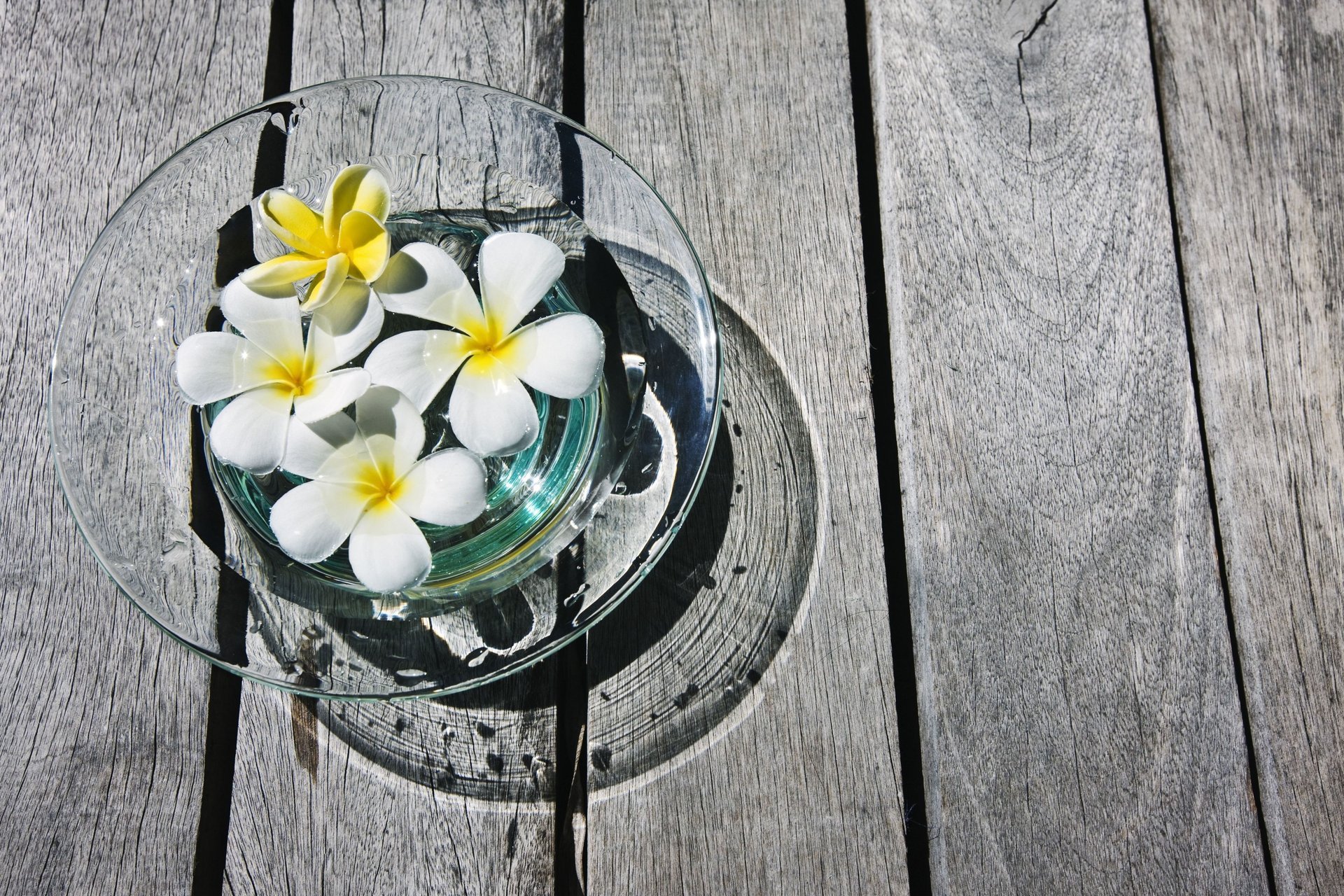 plumeria plumeria frangipani flowers flower