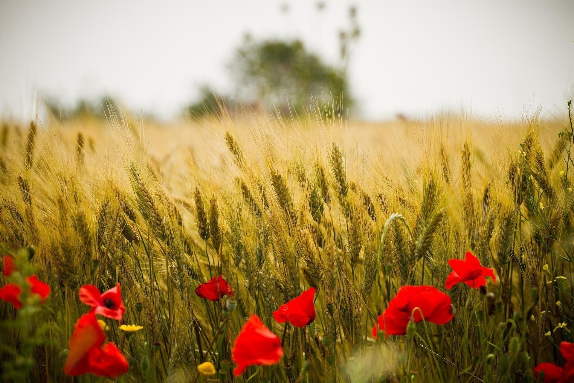 sommer weizen mohn