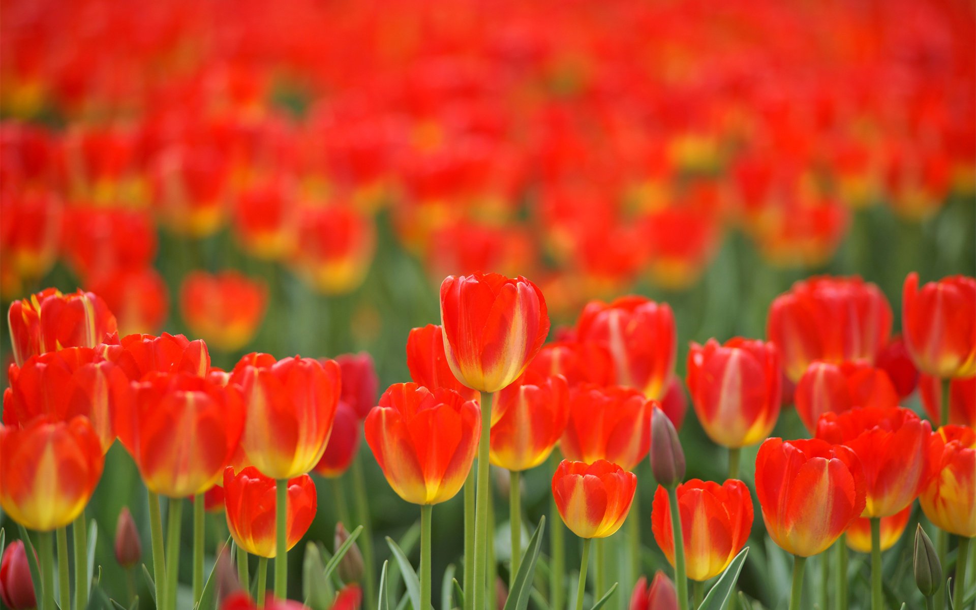 rouges tulipes champ printemps fleurs