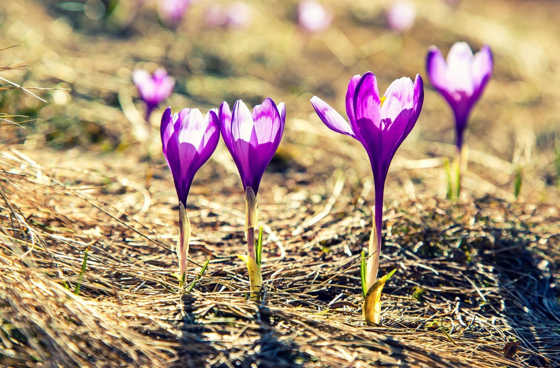 soleil joliment fleurs fleurs violet fleurs