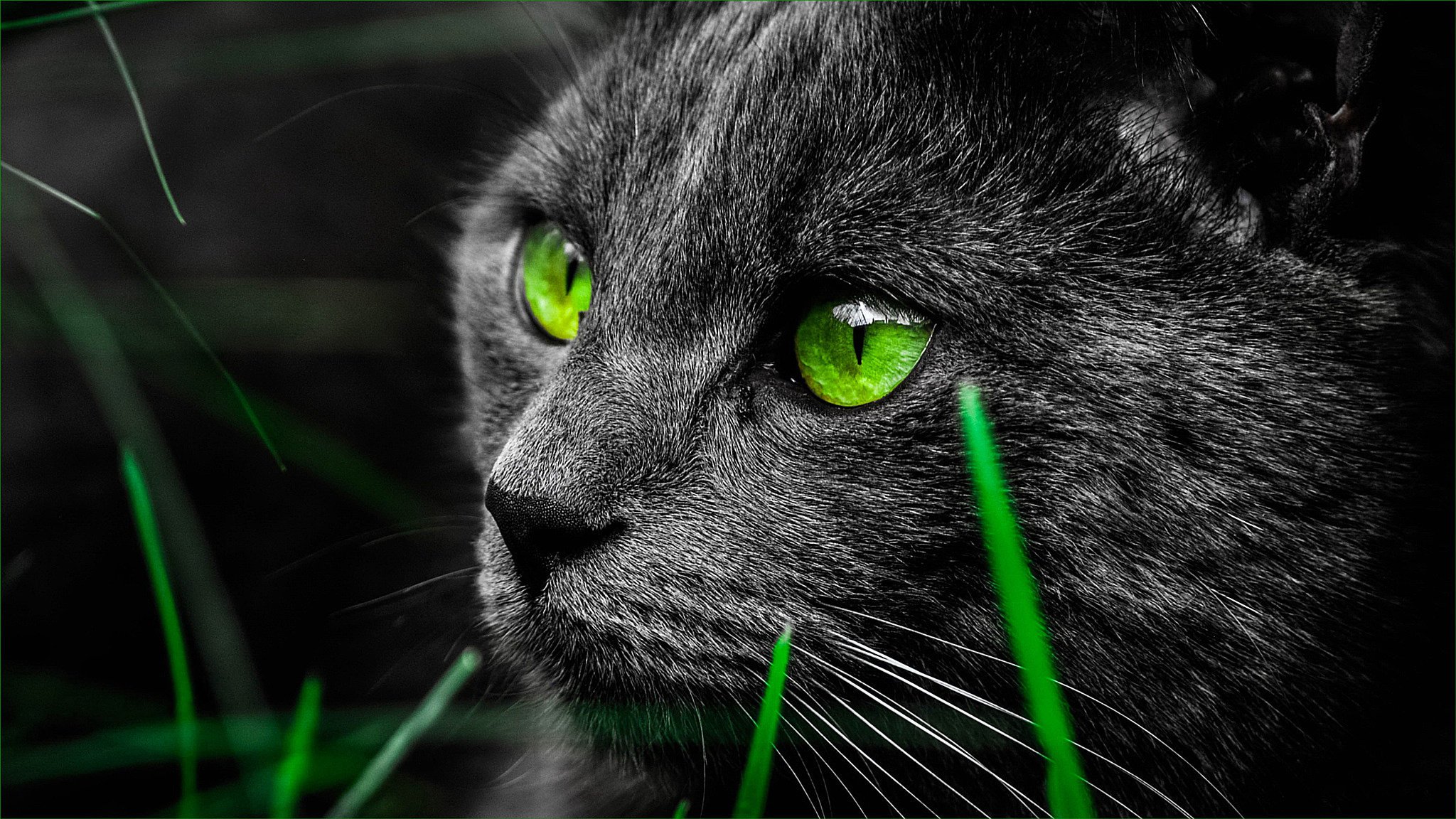 chat herbe chat noir chat yeux verts moustache