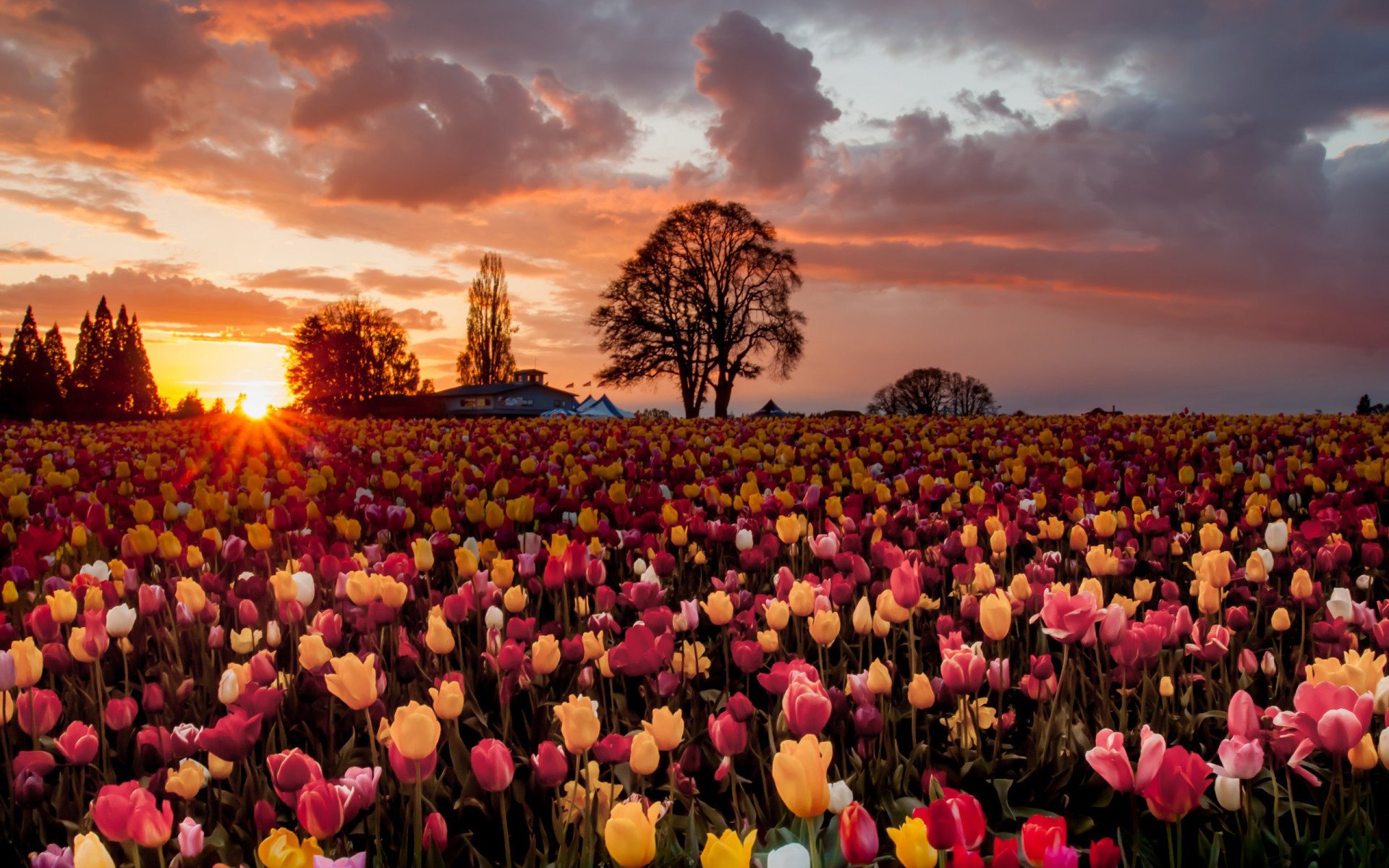 flowers tulips field the sun sunset