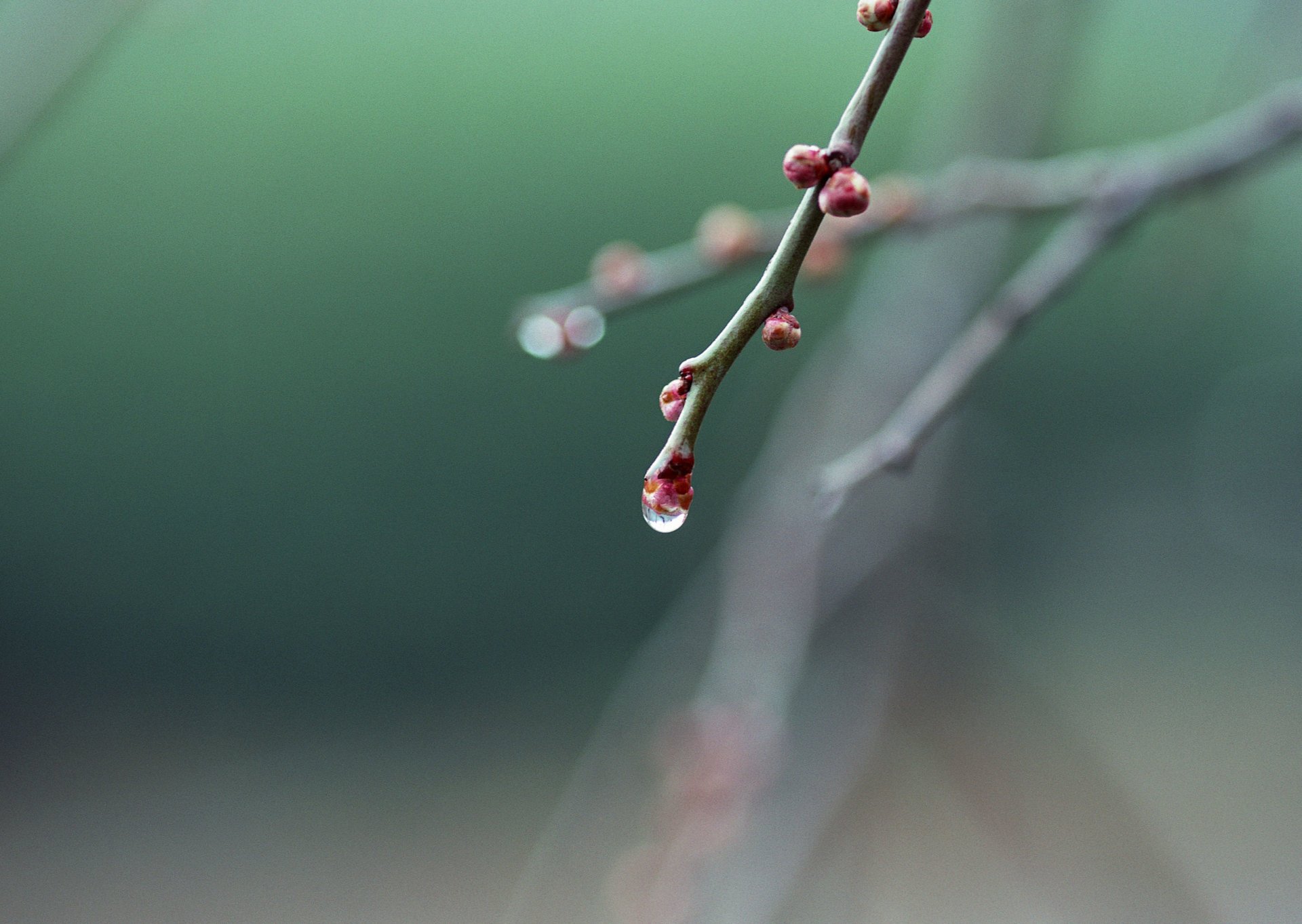 zweig tropfen frühling knospen