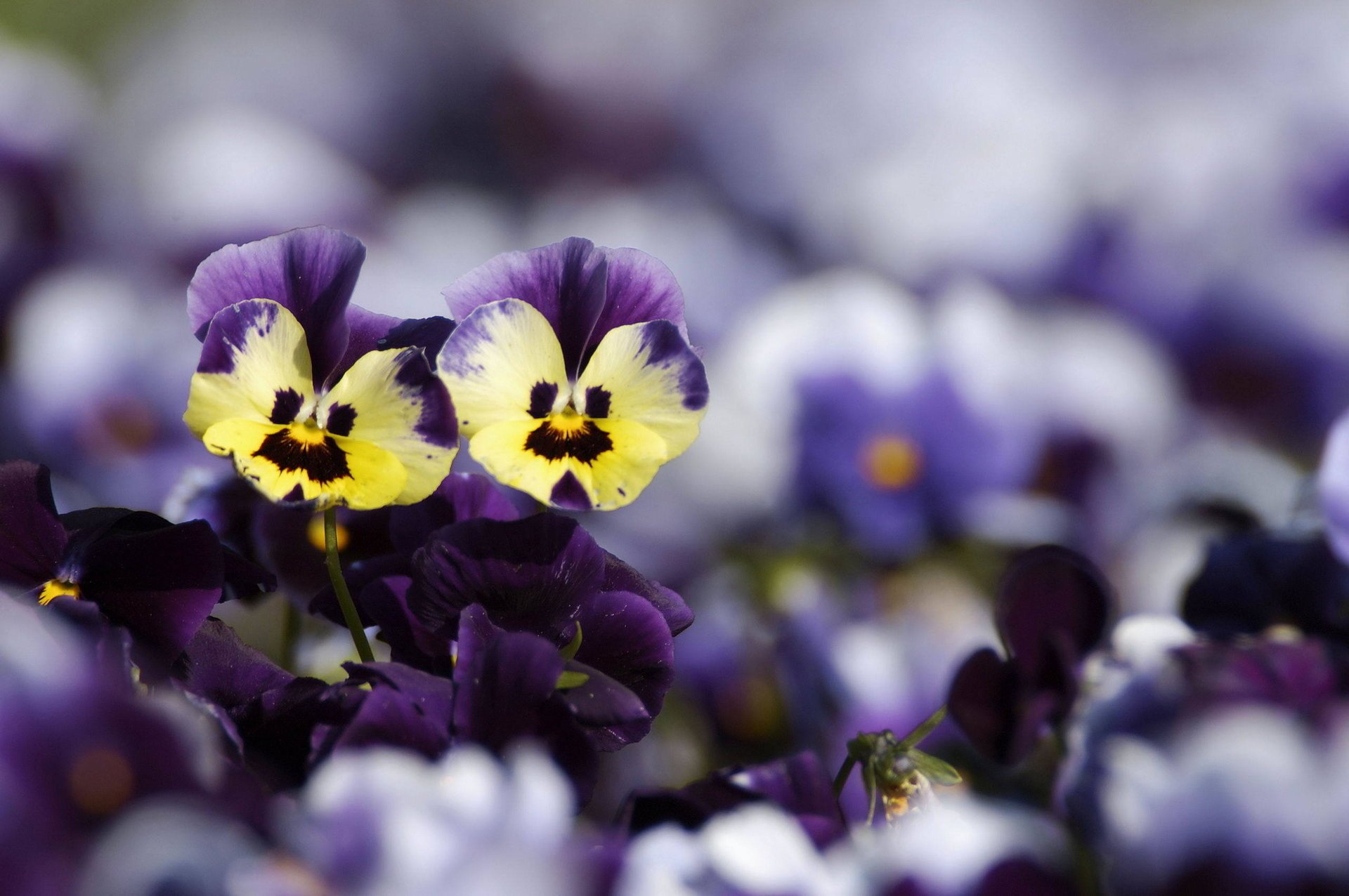 pansy yellow flowers blur purple