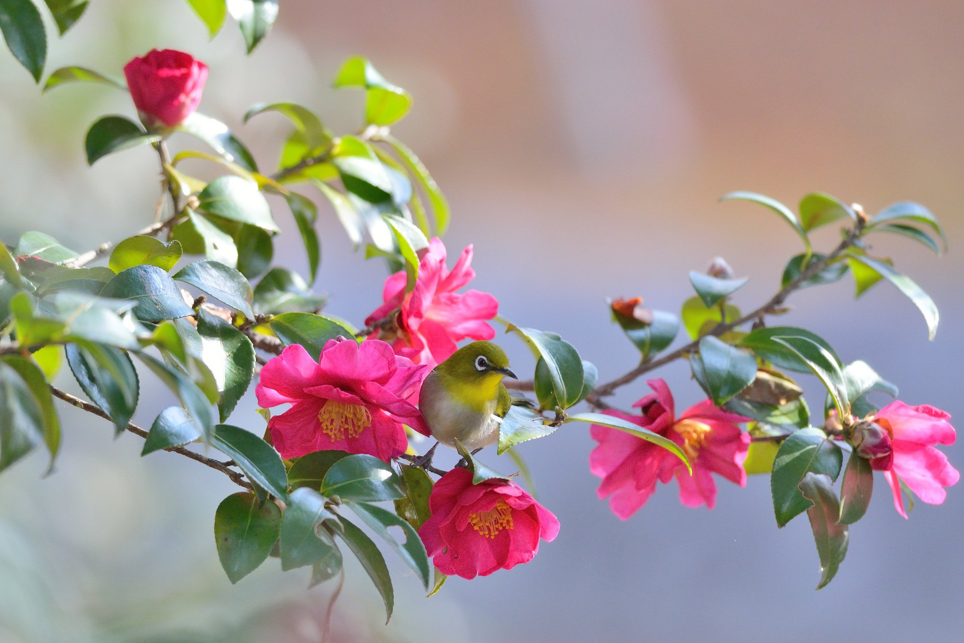 ojos blancos rama hojas flor camelia pájaro