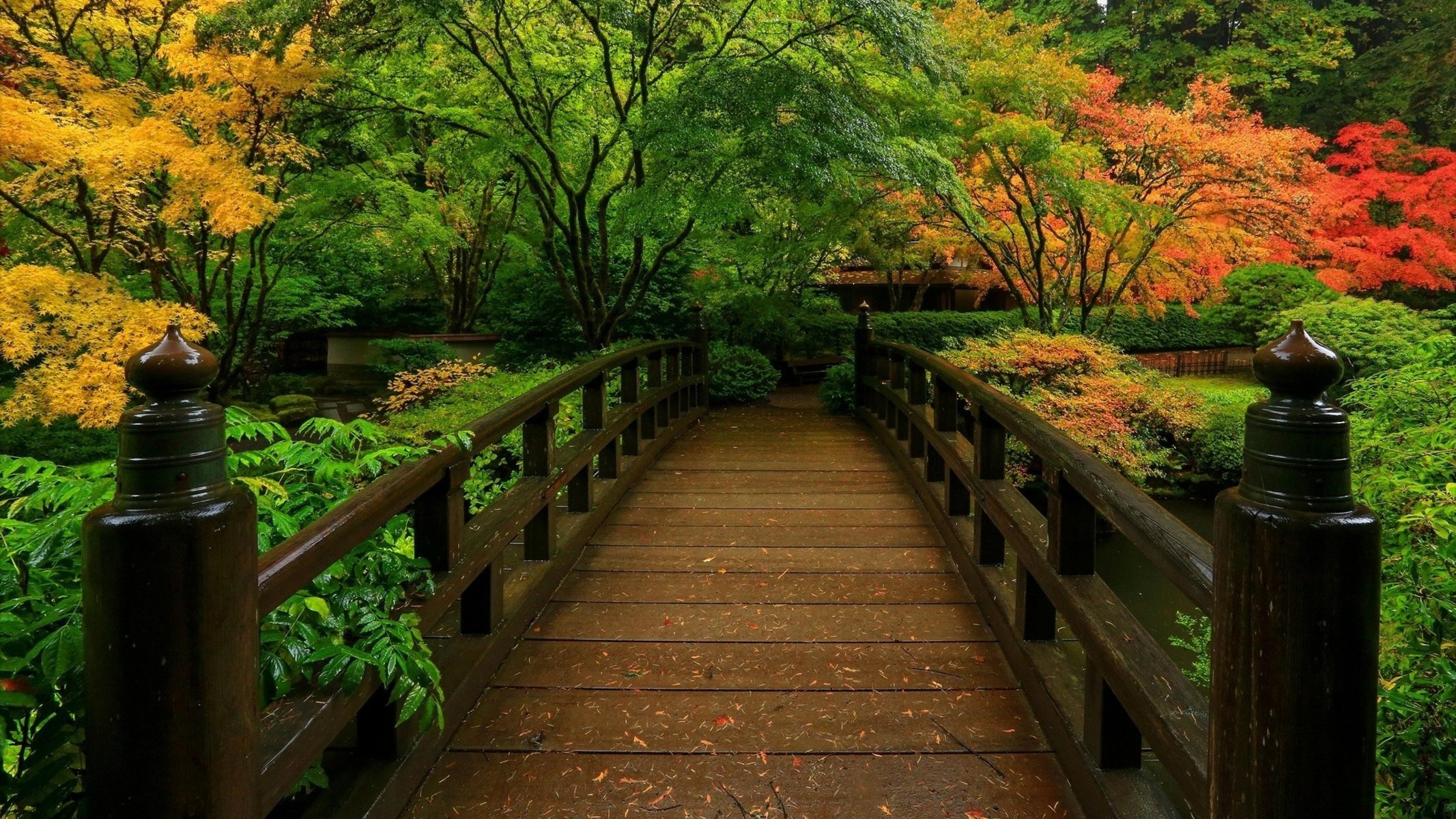 park brücke teich herbst bäume