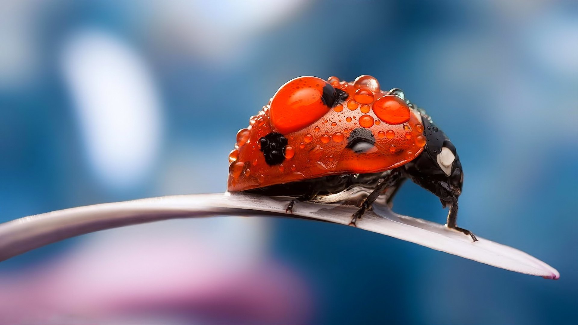 coléoptères gros plan nature insectes coccinelle