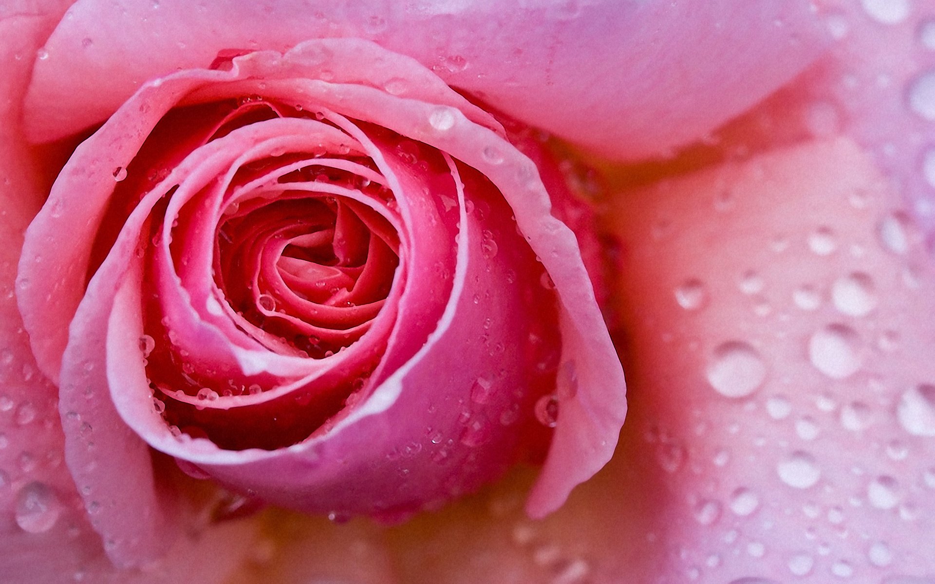 flor gotas macro pétalos rosa rosa