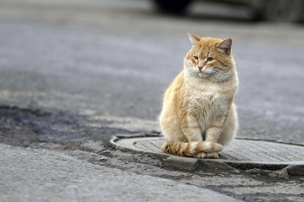 Die rote Katze steht auf der Hut vor luke