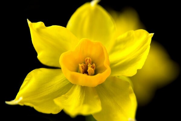Gelbe Blume der Narzisse auf dunklem Hintergrund