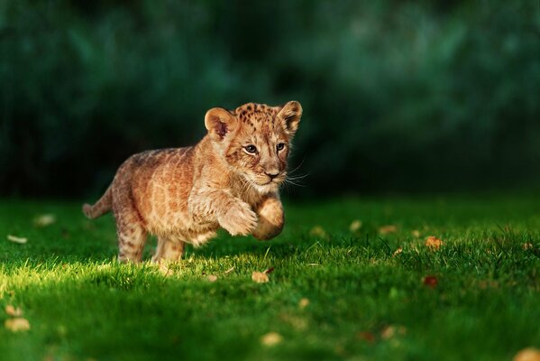 Piccolo cucciolo di leone che corre a caccia