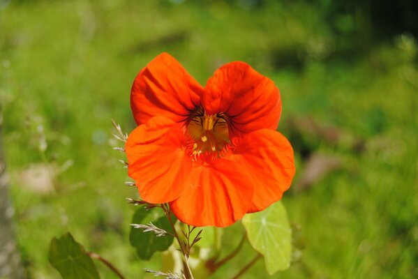 Fiore bokeh rosso vermiglio