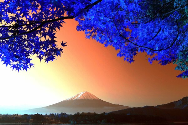 Albero di fujiyamo nelle montagne del Giappone