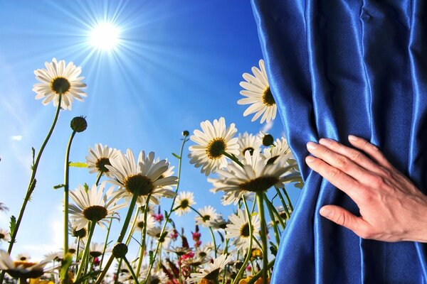 Journée ensoleillée avec des marguerites à l extérieur de la fenêtre