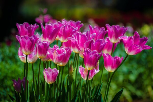 Tulipani rosa sul campo verde