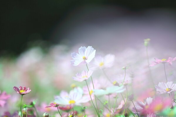 Cosmea rosa e bianca in una radura soleggiata