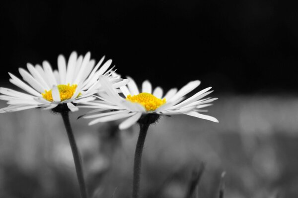 Two white daisies on a gray background