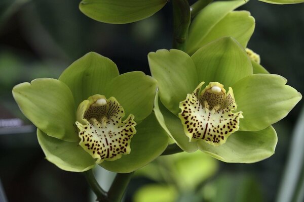 Schöne grüne Orchideen mit Flecken