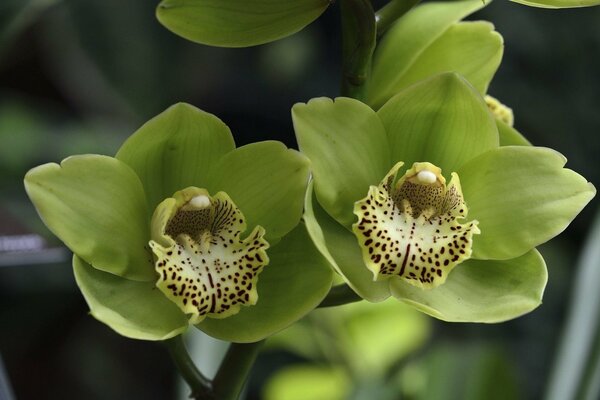 Belles orchidées vertes avec des taches