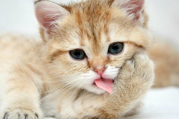 A red-haired cat licks a paw