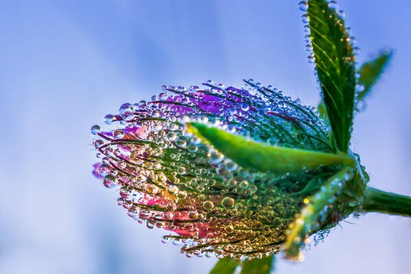 Clover in rainbow dew drops after rain