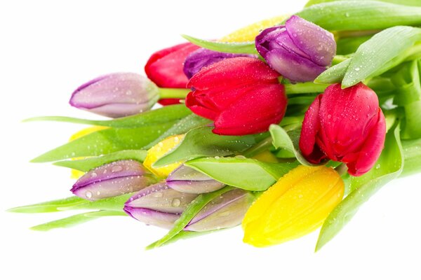 Ramo de tulipanes multicolores con rocío